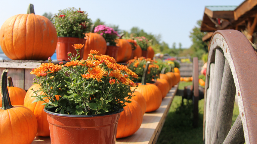 Pumpkins in the Fall – Plattsburgh, NY