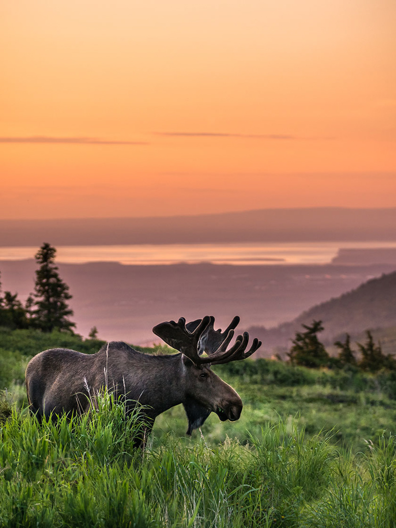 Glen Alps Moose, Anchorage, AK