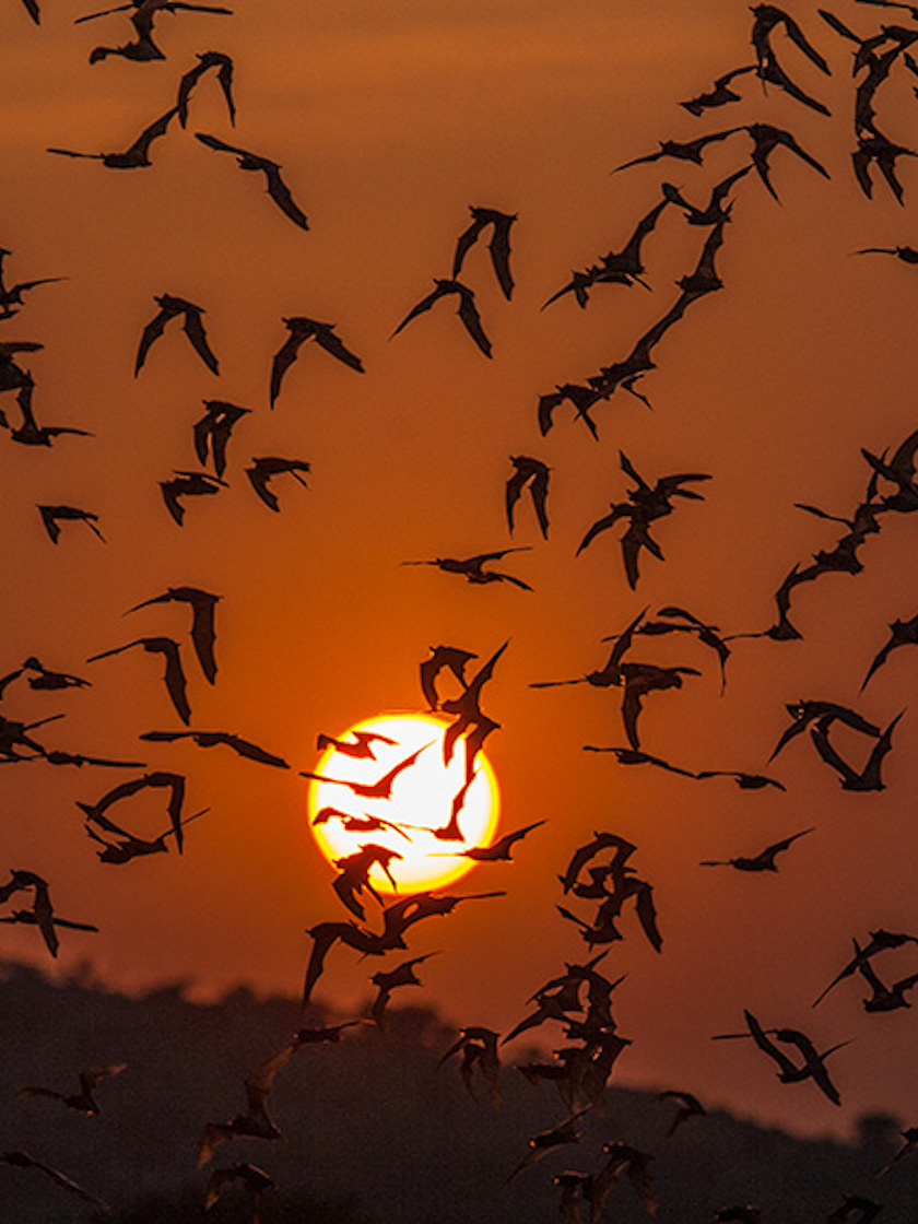 Bats, Uvalde, TX