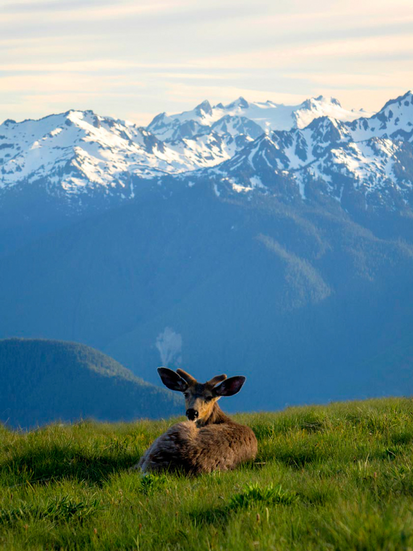 Buck at Hurricane Ridge, Olympic National Park, WA