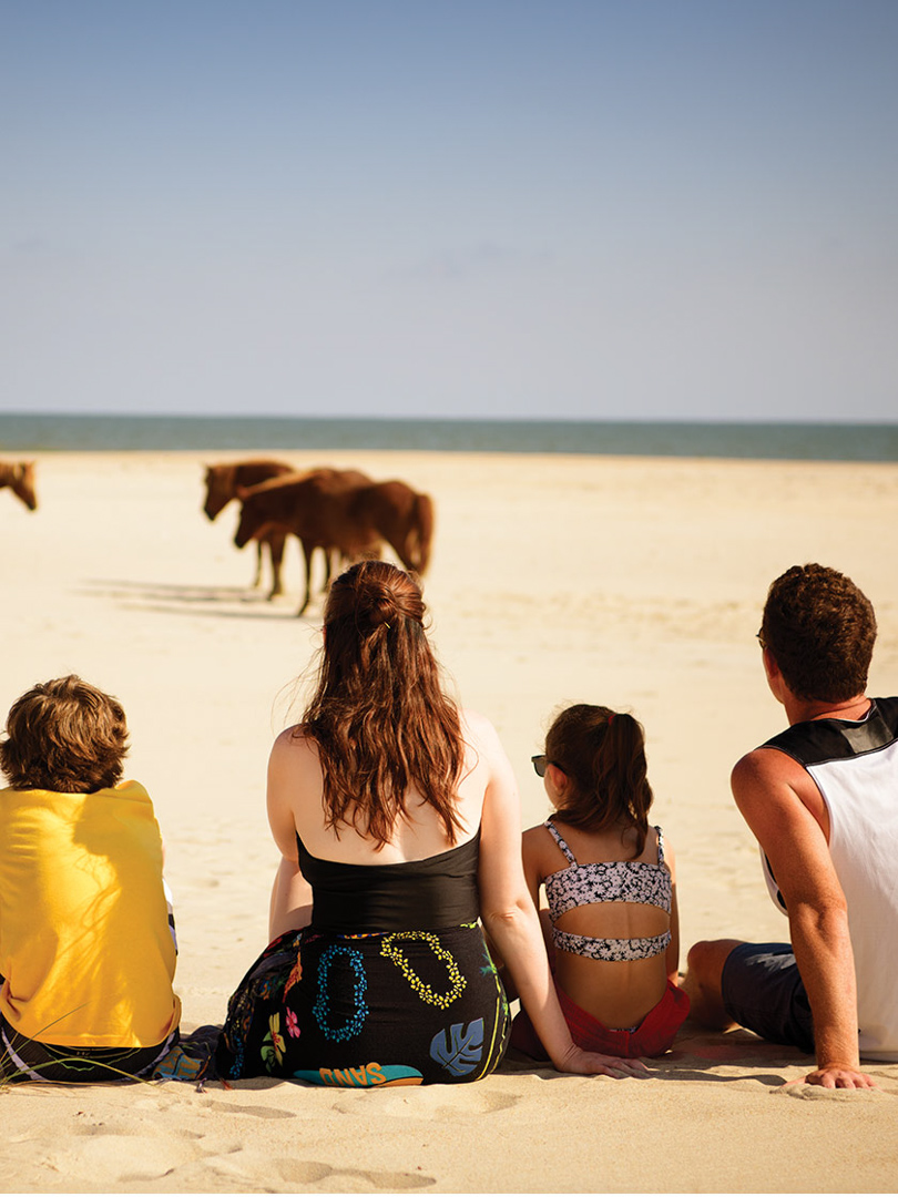 Wild ponies at Assateague Island, MD