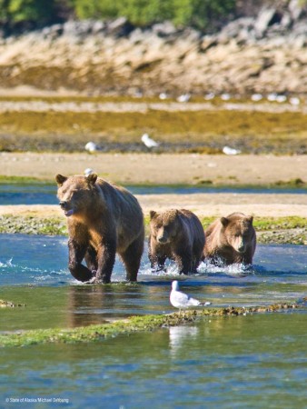 WIldlife in Alaska, Bears