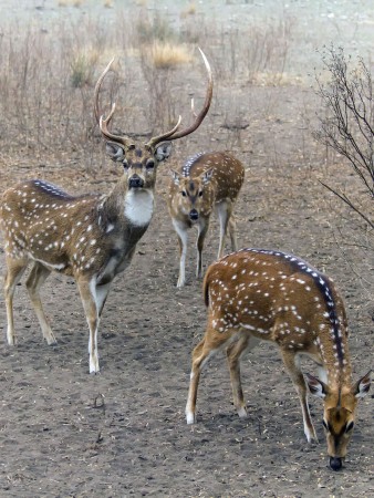 Wildlife, big boy deer, Uvalde, TX