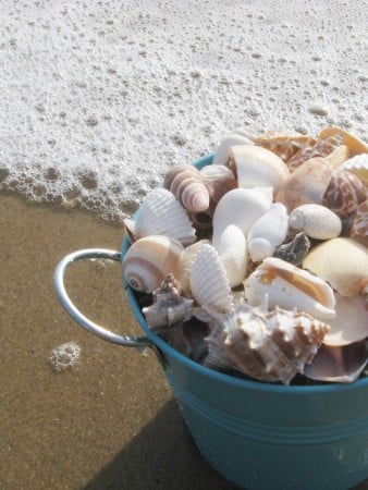 Rehoboth Beach and Dewey Beach Delaware, seashells