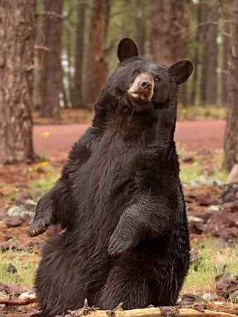 Bear, Bearizona Drive-Thru Wildlife Park