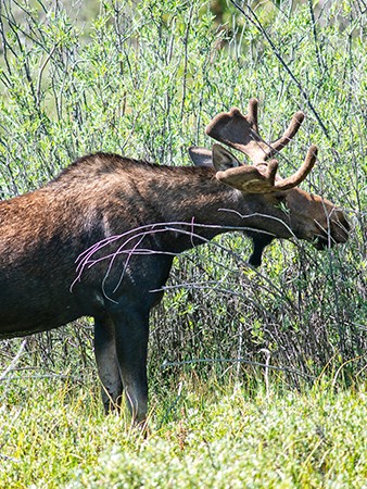 Wild life - Bull Moose, Bighorn Mountain Country, Washakie, Wyoming