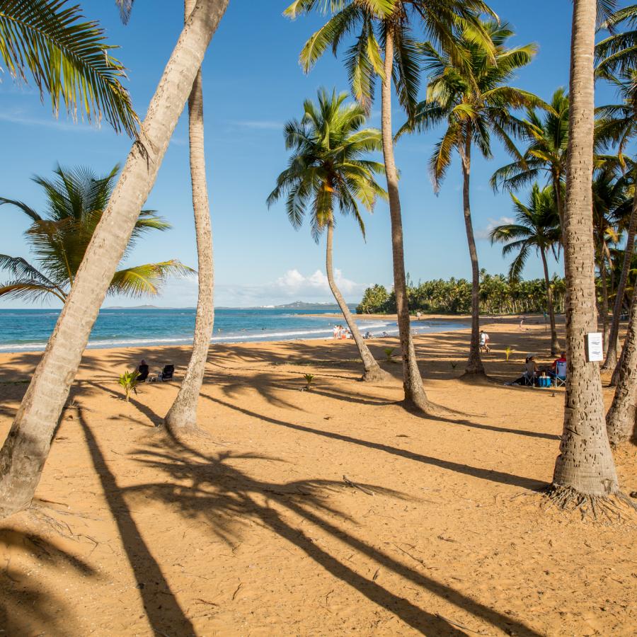 Puerto Rico - Palm trees on the beach
