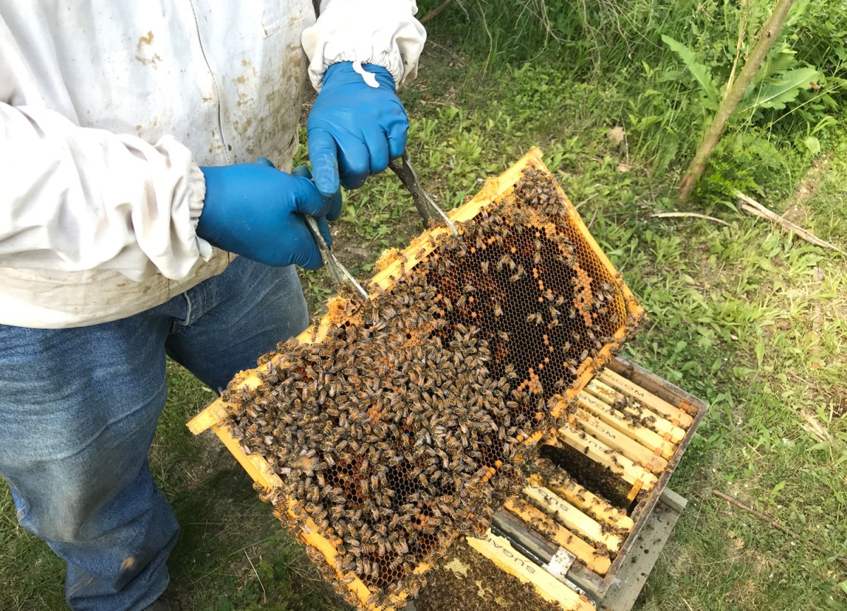 INTRODUCTION TO SUCCESSFUL BEEKEEPING WORKSHOP (TUESDAYS)